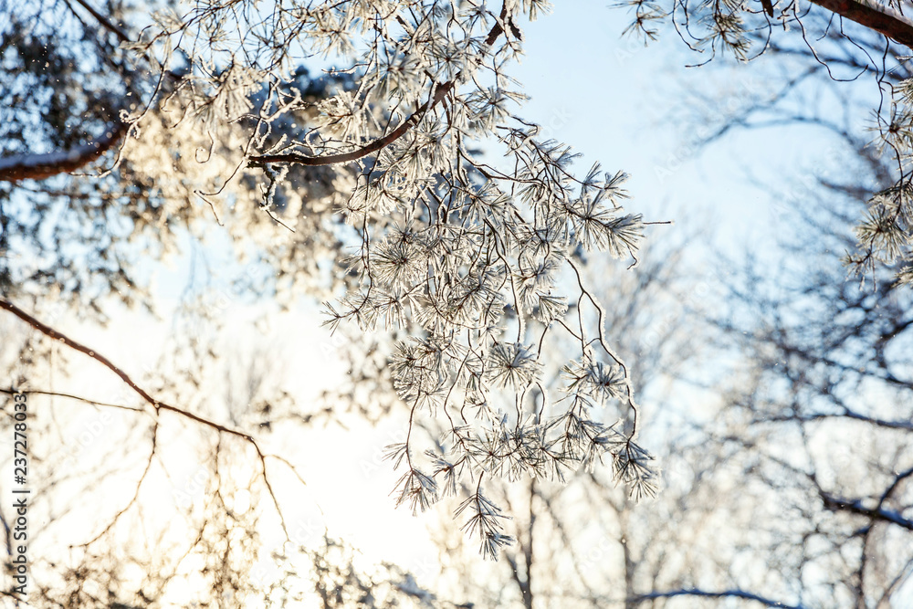 Obraz premium Frosty pine tree branch in snowy forest, cold weather sunny morning. Tranquil winter nature in sunlight. Inspirational natural winter garden or park. Peaceful cool ecology nature landscape background