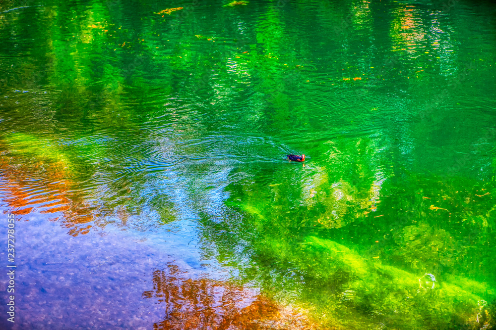 natural green colored water surface  - obrazy, fototapety, plakaty 
