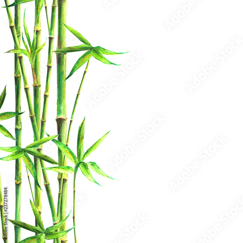Fototapeta Naklejka Na Ścianę i Meble -  Bamboo forest spa background. Watercolor hand drawn green botanical illustration with space for text