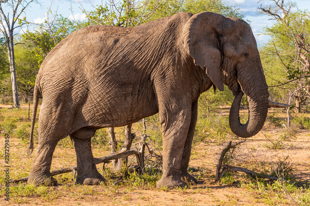 Elephant in Klaserie Private Nature Reserve