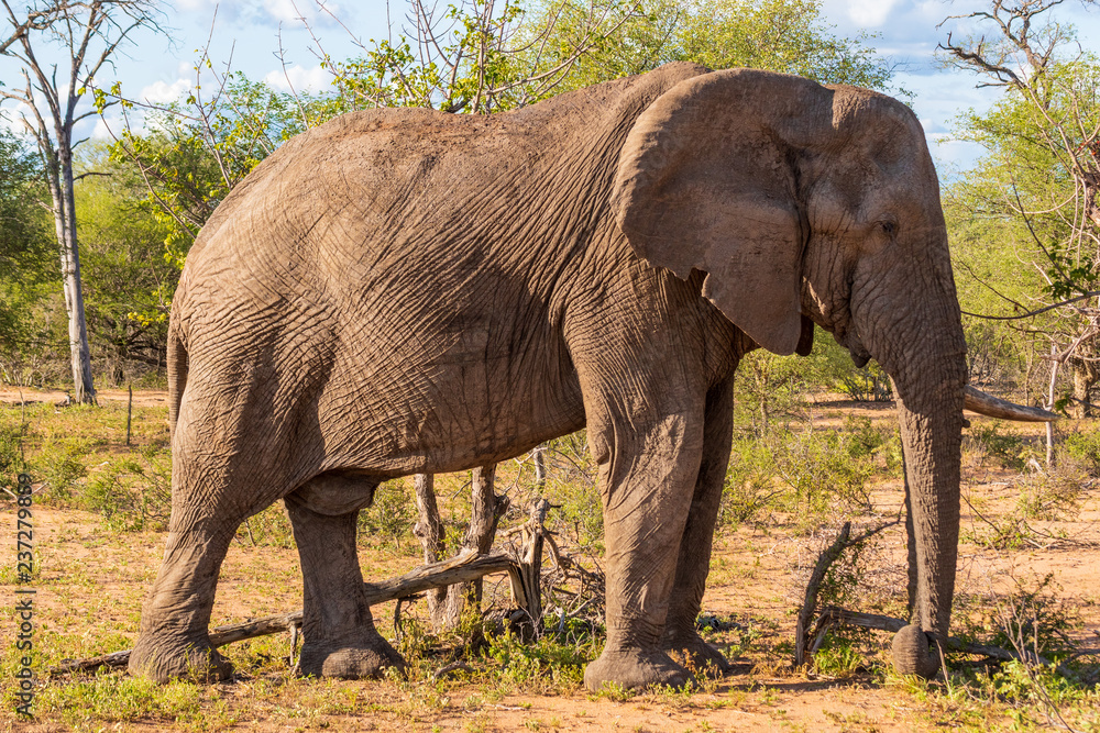 Fototapeta premium Elephant in Klaserie Private Nature Reserve