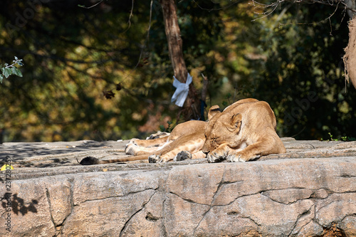 African Lion(Panthera leo) © DannyIacob