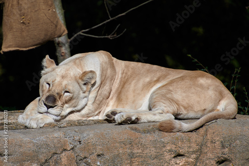 African Lion Panthera leo 