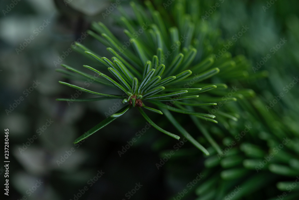 Christmas decoration, red berries and pine Christmas decoration, red berries and pine