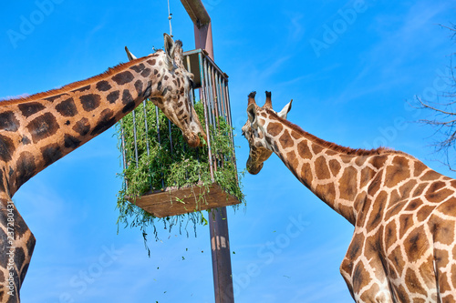 Close-up of a Giraffe