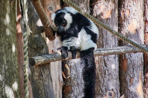 Black and White Ruffed Lemur photo