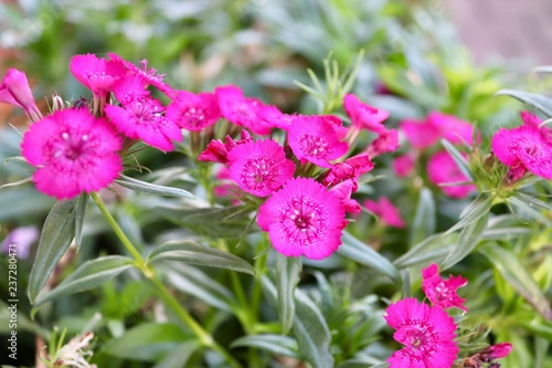 pink flowers in autumn