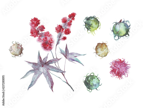 castor oil plant watercolor illustration
