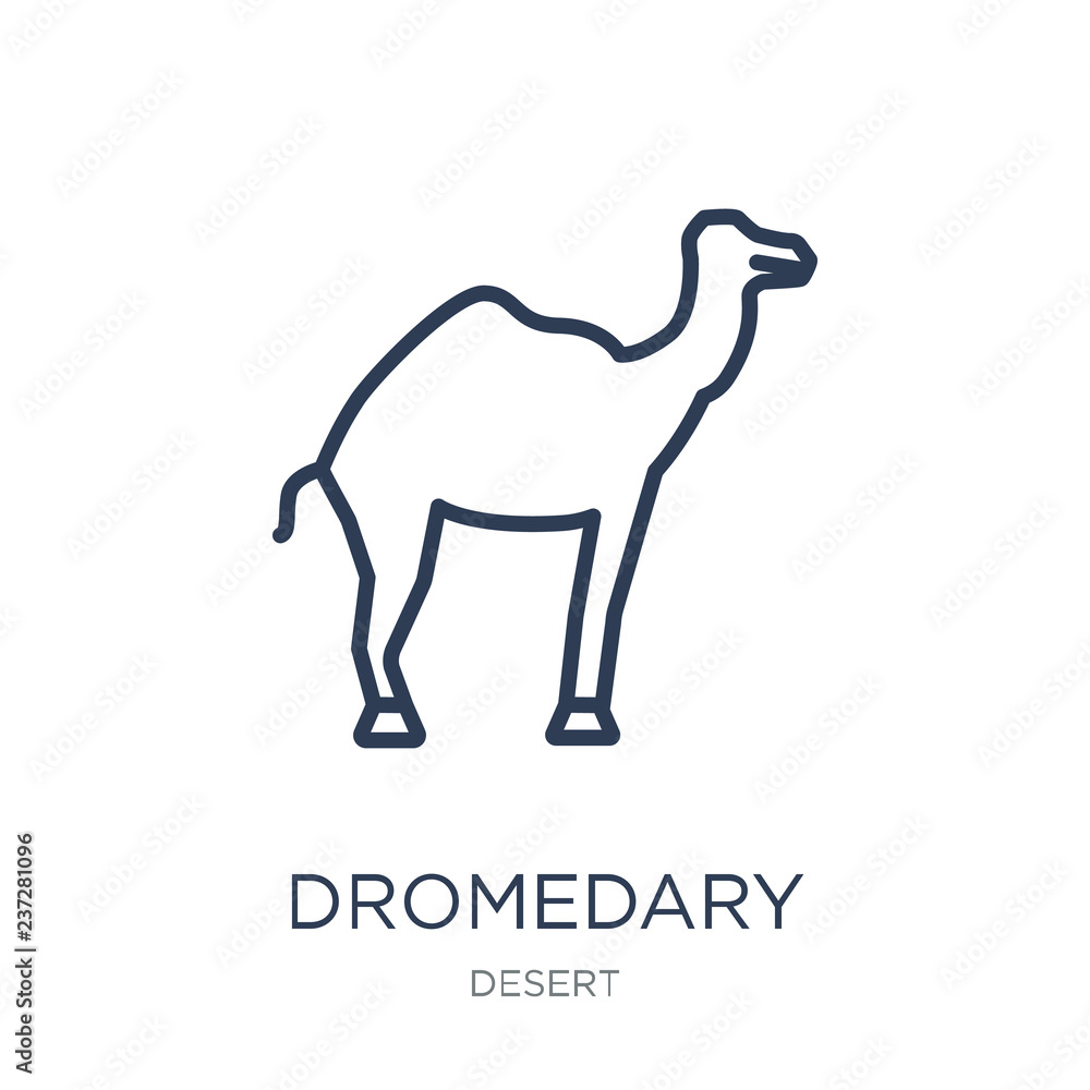 Obraz premium Dromedary icon. Trendy flat vector Dromedary icon on white background from Desert collection