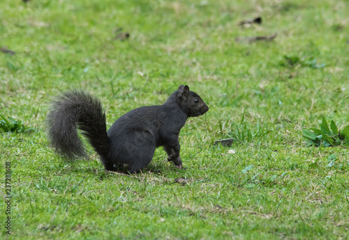 Black Eastern Grey Squirrel