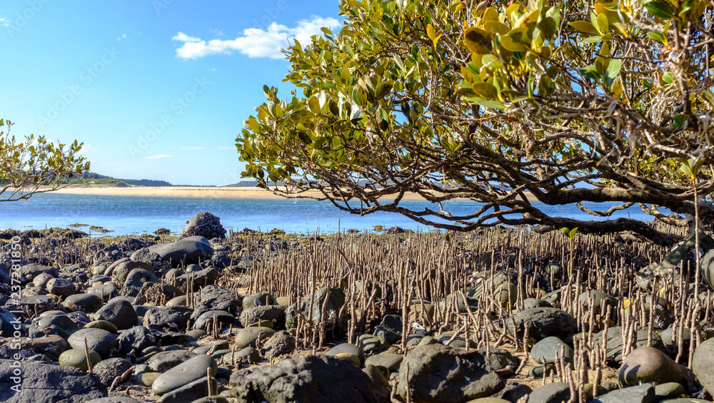 Australian Grey Mangrove (Avicennia marina) tree, on rocky beach, mangroves provide natural Tsunami protection and carbon capture, Australia, NSW Australian Grey Mangrove (Avicennia marina) tree, on rocky beach, mangroves provide natural Tsunami protection and carbon capture, Australia, NSW