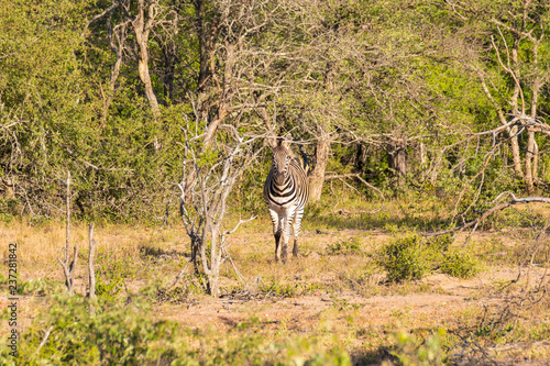 Zebra in the Klaserie Private Nature Reserve