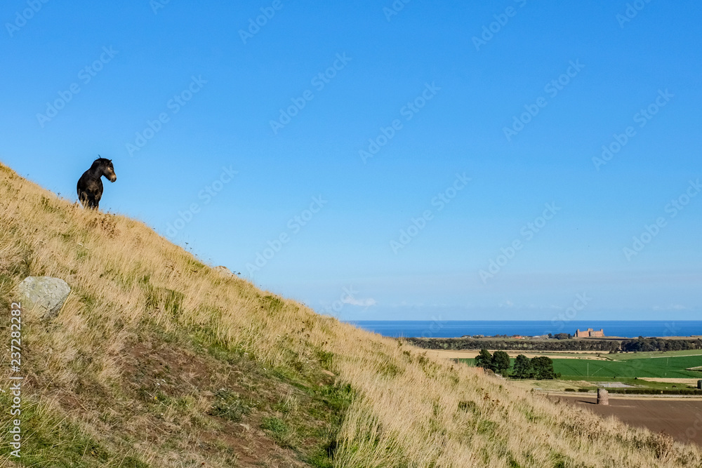 Obraz premium A native Scottish pony, on side of North Berwick Law, crag and tail hill, views to Tantallon Castle and Firth of Forth, North Berwick, Scotland, UK