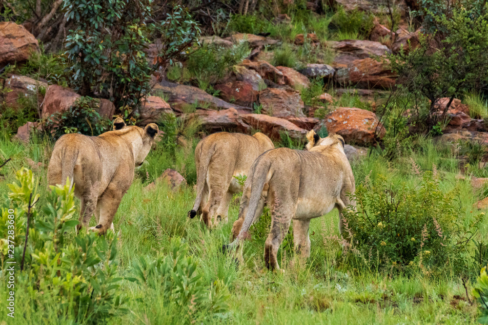 Fototapeta premium Lion in Welgevonden Game Reserve