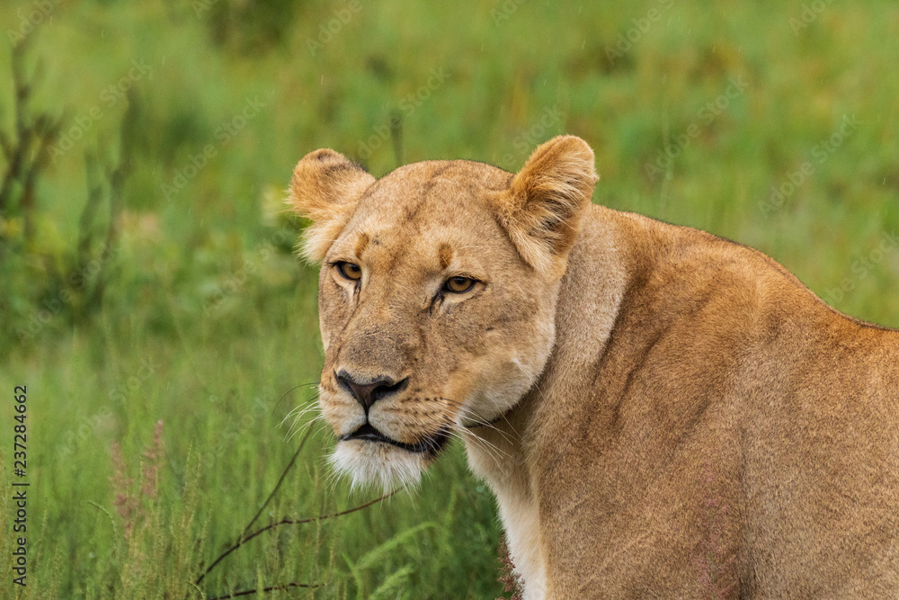 Naklejka premium Lion in Welgevonden Game Reserve