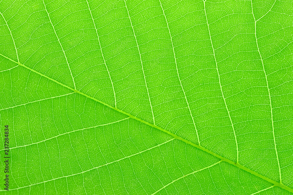close up on green leaves texture with leaf vein close up on green leaves texture with leaf vein