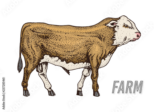 Farm cattle bull or cow. natural milk and meat. Different breeds of Farm domestic animal. Engraved hand drawn monochrome sketch. Vintage line art.