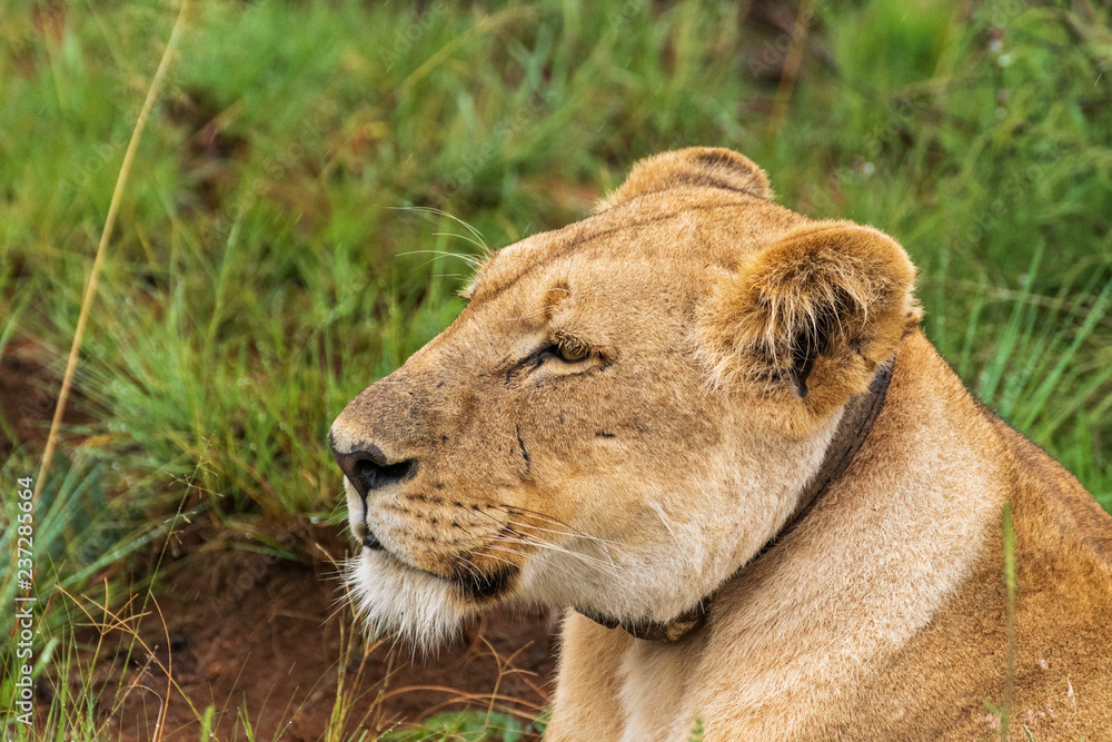 Fototapeta premium Lion in Welgevonden Game Reserve