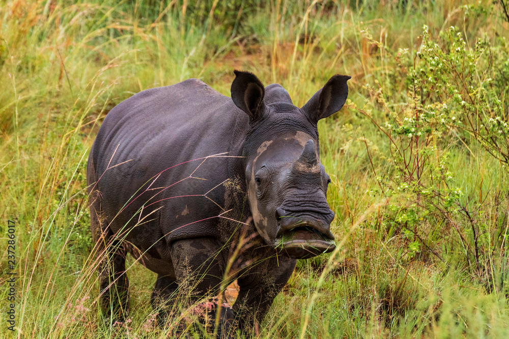 White Rhino in Welgevonden Game Reserve White Rhino in Welgevonden Game Reserve