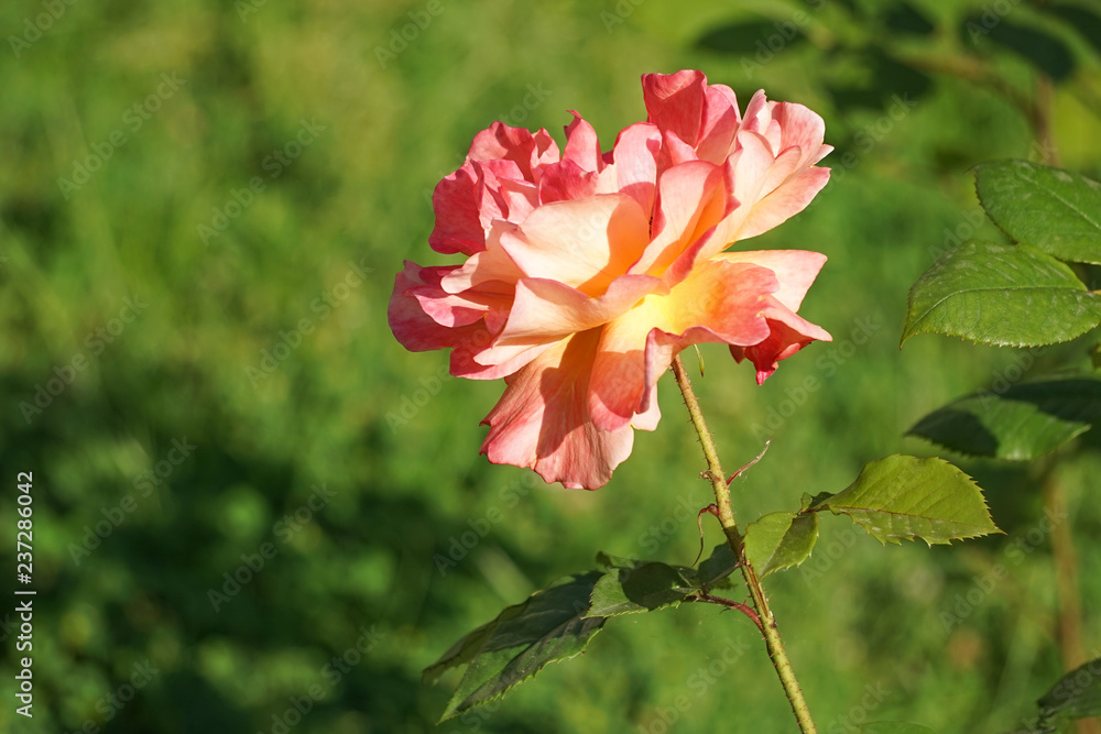 Flower lush orange rose on a blurred green background. Flower lush orange rose on a blurred green background.