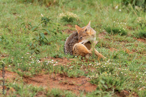 black-backed jackal in Welgevonden Game Reserve