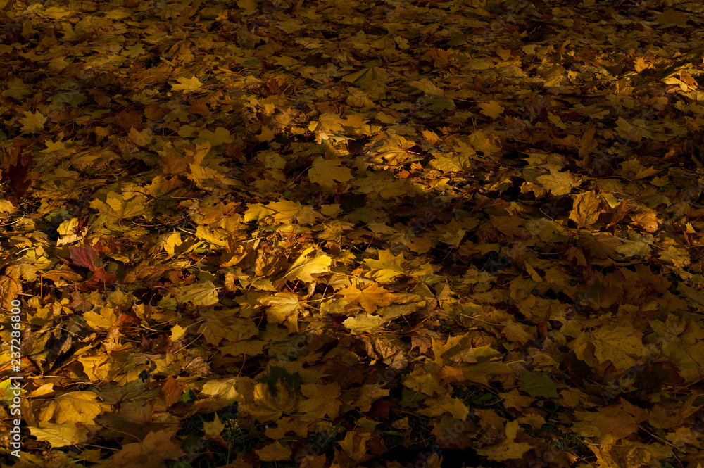 Rays of sun through yellow autumn leaves Rays of sun through yellow autumn leaves