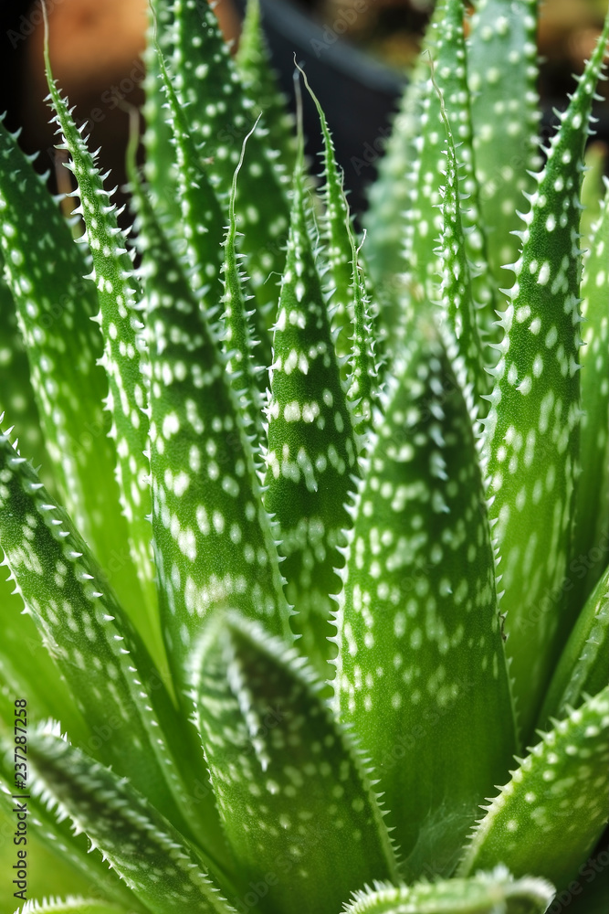 Freshness Succulent plants of close up Freshness Succulent plants of close up