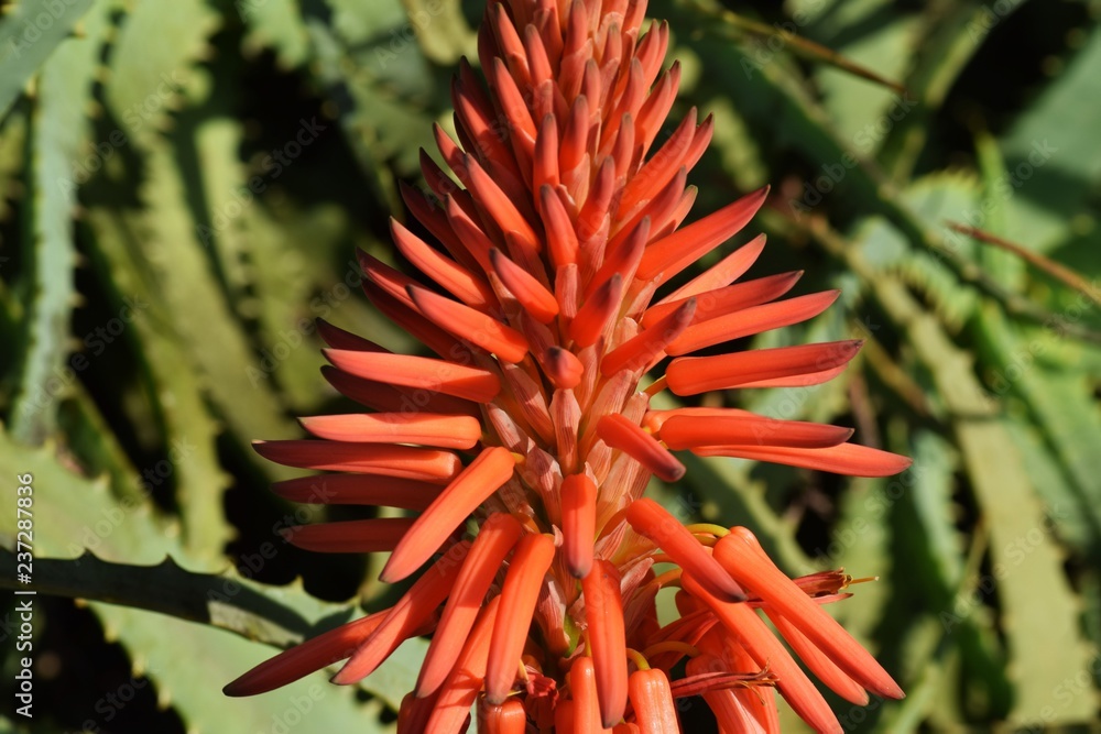 Aloe arborescens flowers
