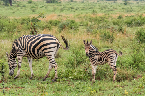 Zebra in Welgevonden Game Reserve