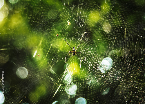 Spider&#39;s web in a forest