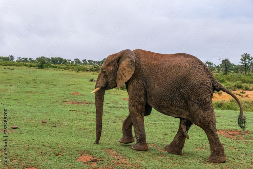 Elephant in Welgevonden Game Reserve