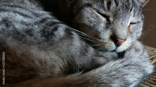 curled up sleeping grey cat closeup