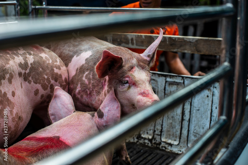Pigs on truck way to slaughterhouse for food. The sad sight of pigs.
