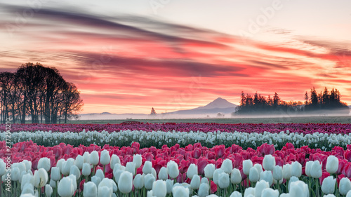 a tulip field under a pink sunrise with a mountain in the background