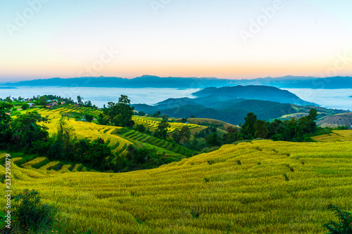 Beautiful landscape of sunrise over the green paddy field