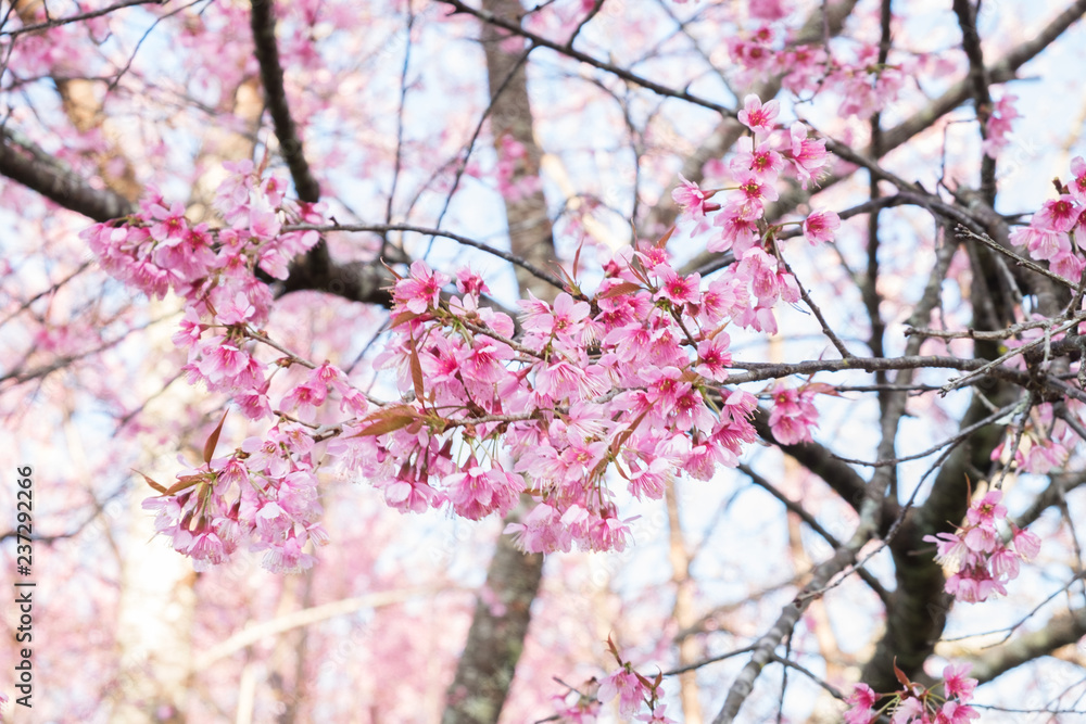 Wild Himalayan Cherry blossoms in Khunwang, Chiang Mai, Thailand. Wild Himalayan Cherry blossoms in Khunwang, Chiang Mai, Thailand.