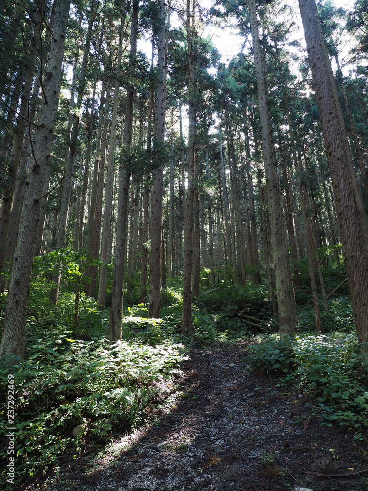 Obraz premium Japan Nagano Snow monkey park