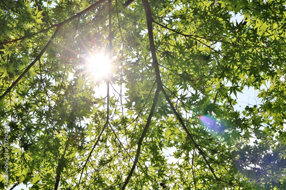 風景　夏　もみじ　木漏れ日　茨城