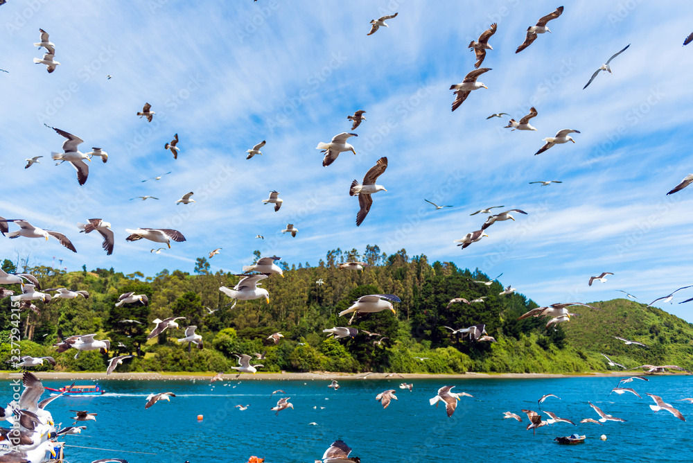 Fototapeta premium Grupa mew na niebie, Puerto Montt, Chile. Z selektywną ostrością.