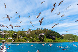 Group of seagulls in the sky, Puerto Montt, Chile. With selective focus.
