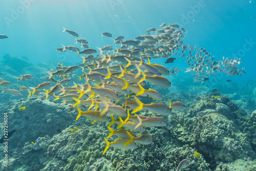 Photography School of tropical fish by coral reef
