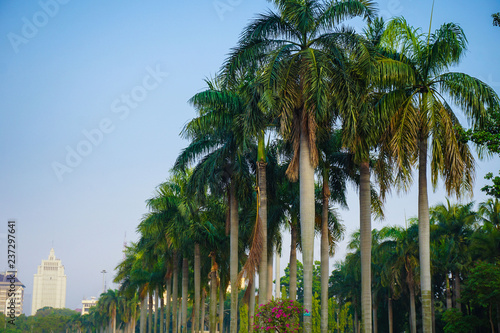 big palm tree on the city in a row in jakarta © maslakhatul