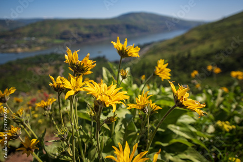 Photos Arrowleaf Balsamroot sits high above the Columbia River