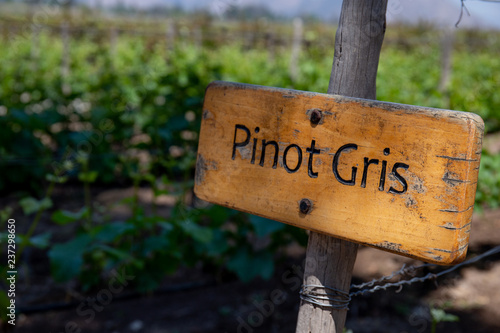 PINOT GRIS Wine sign on vineyard. Vineyard landcape photo