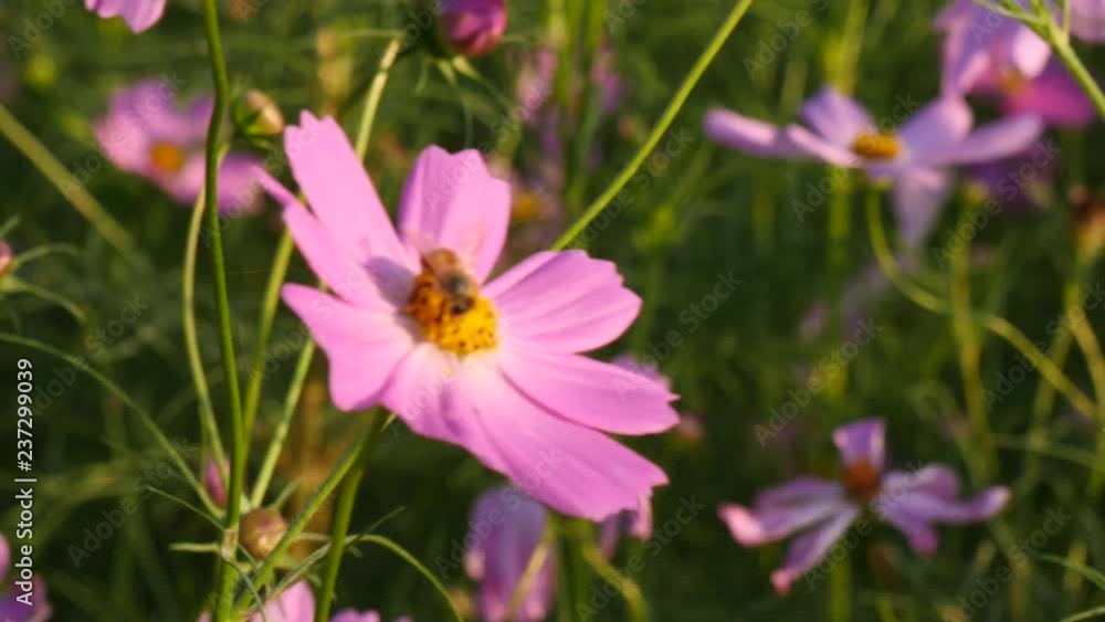 Working honey bee on the pink cosmos flower. Working honey bee on the pink cosmos flower.