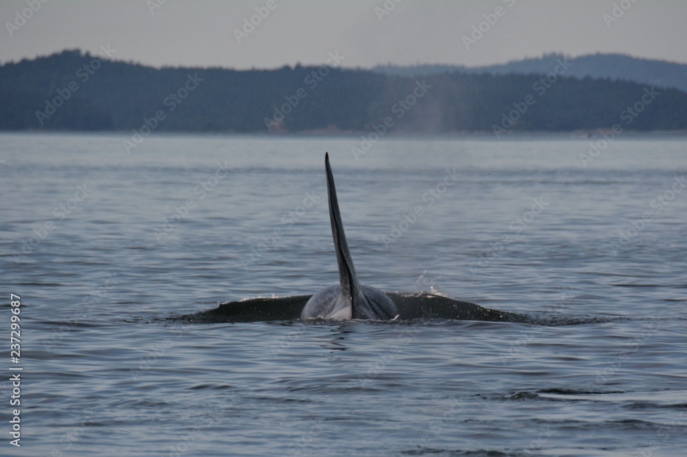Fototapeta premium Onyx L87 endangered male killer whale, Swanson Channel BC