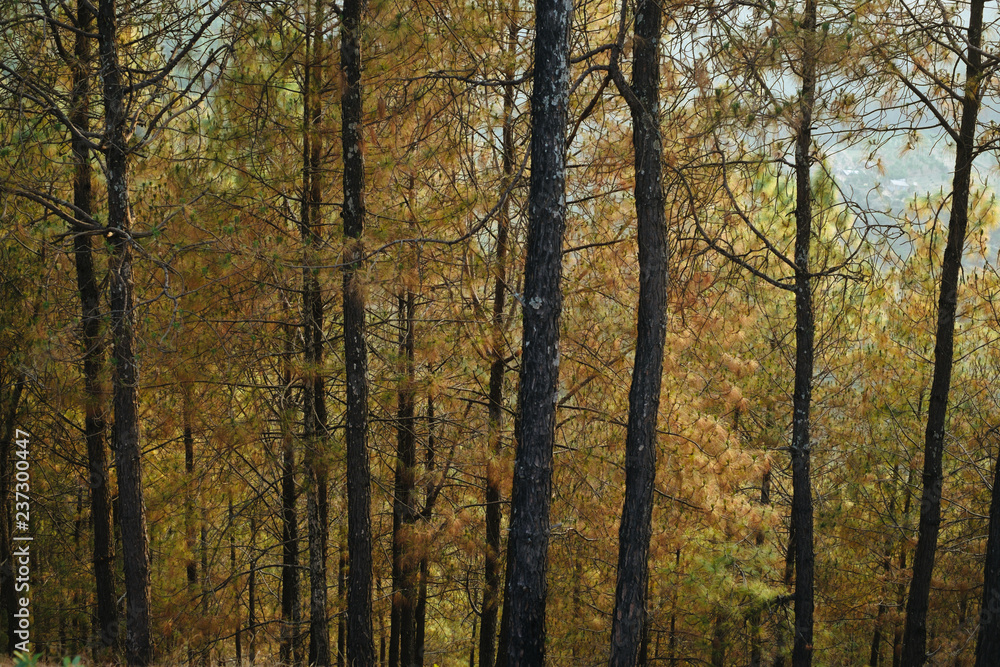 Forest Forest
