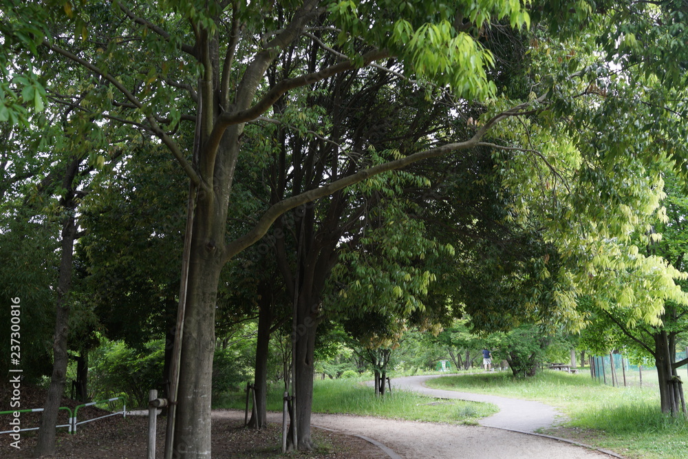 緑豊かな公園　木々　初夏　散歩
