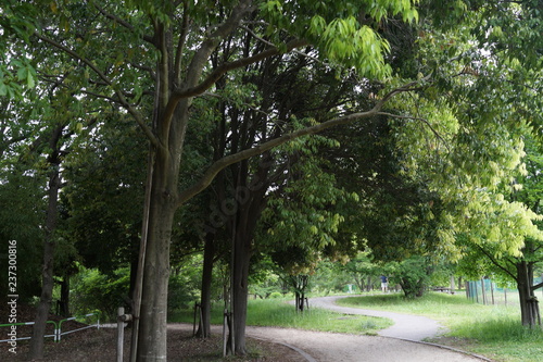 緑豊かな公園 木々 初夏 散歩