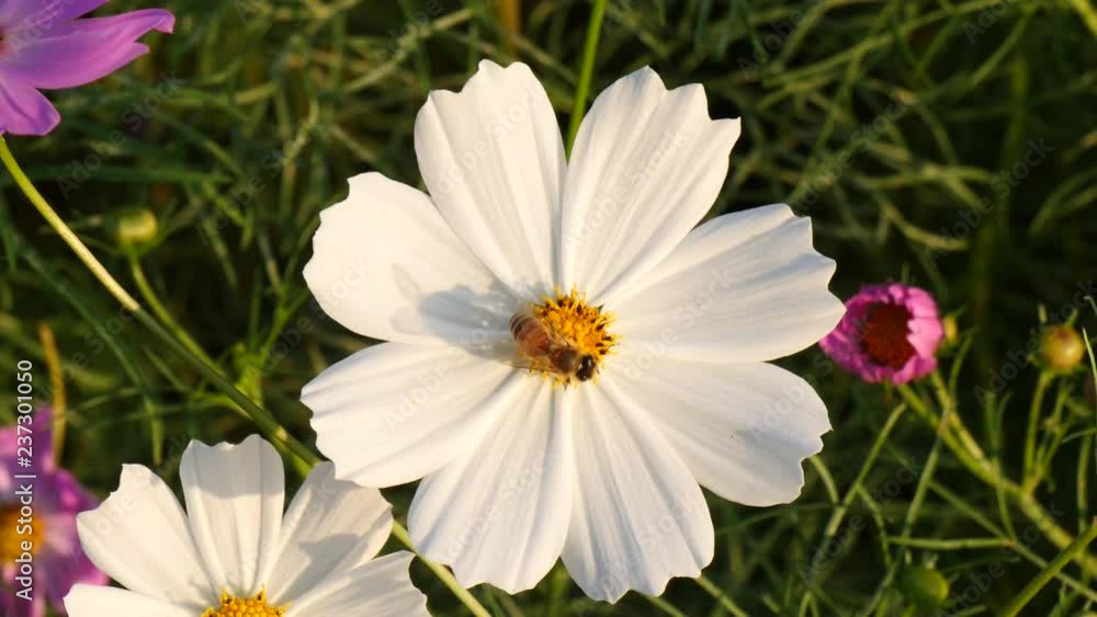 Working honey bee on the white cosmos flower in the field. Working honey bee on the white cosmos flower in the field.